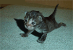 delire le petit chat