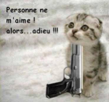 delire le petit chat